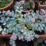 Iarba Grasa (Sedum) Mediovariegatum - VERDENA - 10 - 20 cm inaltime, ghiveci de 1.2 l