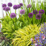 Японска декоративна трева Hakonechloa Macra Aureola