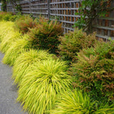 Японска декоративна трева Hakonechloa Macra Aureola