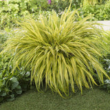 Iarba ornamentala japoneza Hakonechloa Macra Aureola