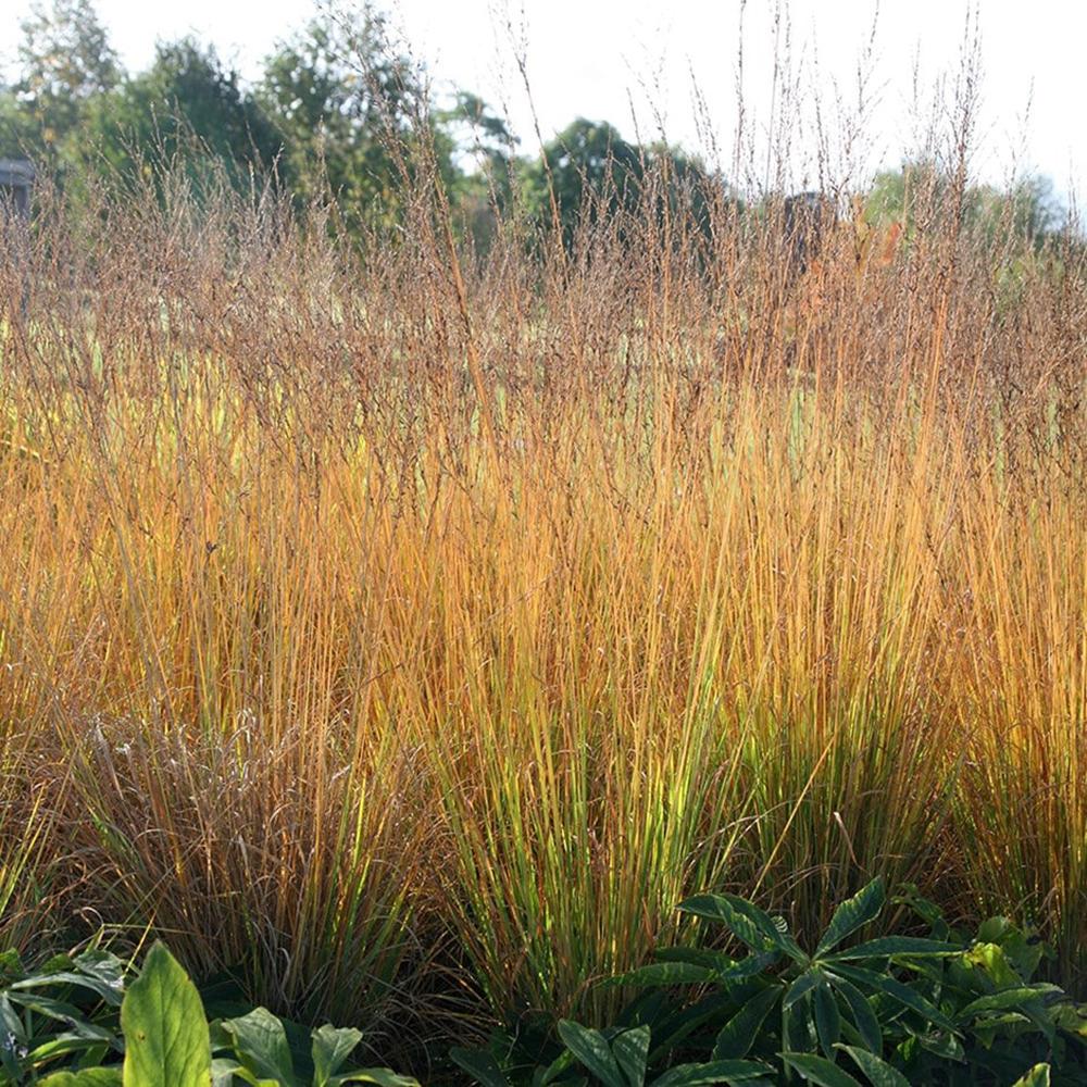Iarba ornamentala Mireasa mlastinii (Molinia Heidebraut)