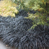 Iarba Neagra (Ophiopogon planiscapus Niger)