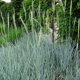Iarba ornamentala albastra Leymus Arenarius Blue Dune