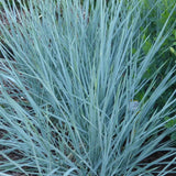 Iarba ornamentala albastra Leymus Arenarius Blue Dune