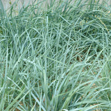 Iarba ornamentala albastra Leymus Arenarius Blue Dune