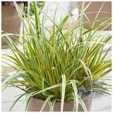 Iarba Ornamentala Carex Rogoz Everglow, verde-auriu