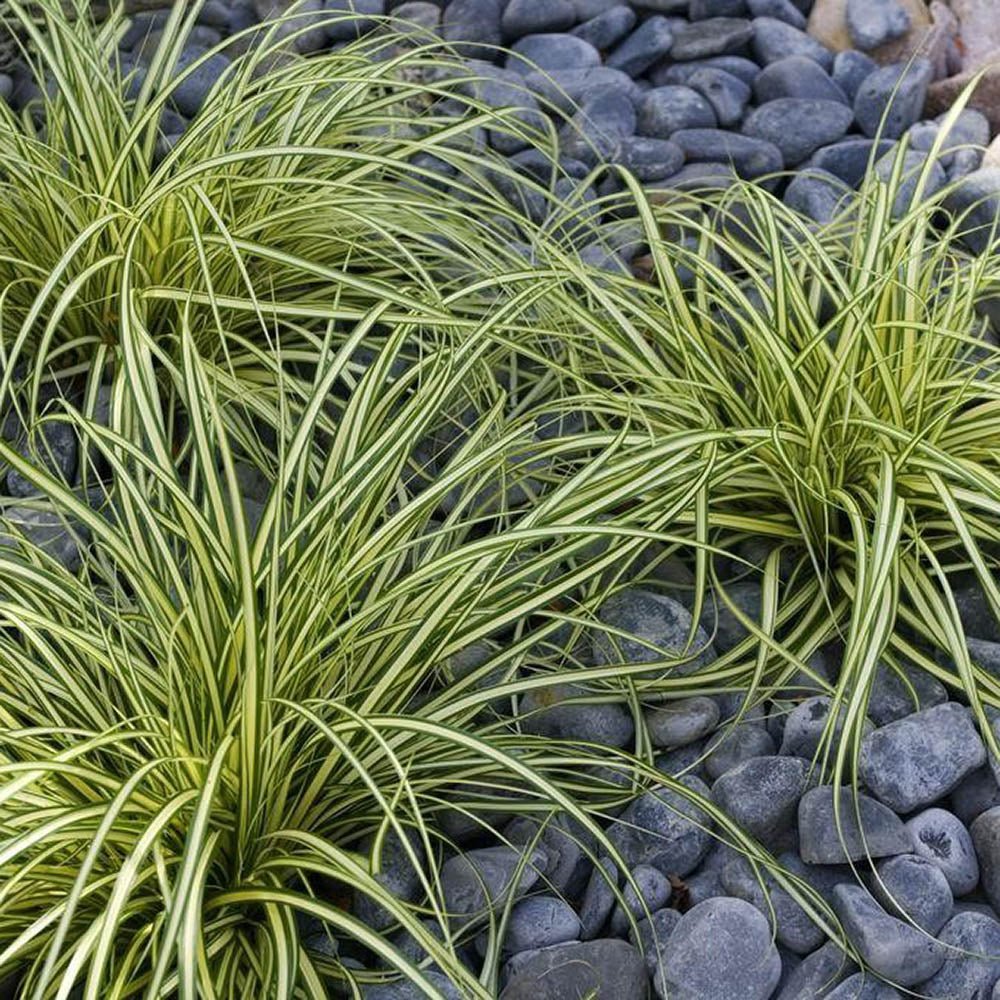 Iarba Ornamentala Carex Rogoz Evergold, verde-galbena