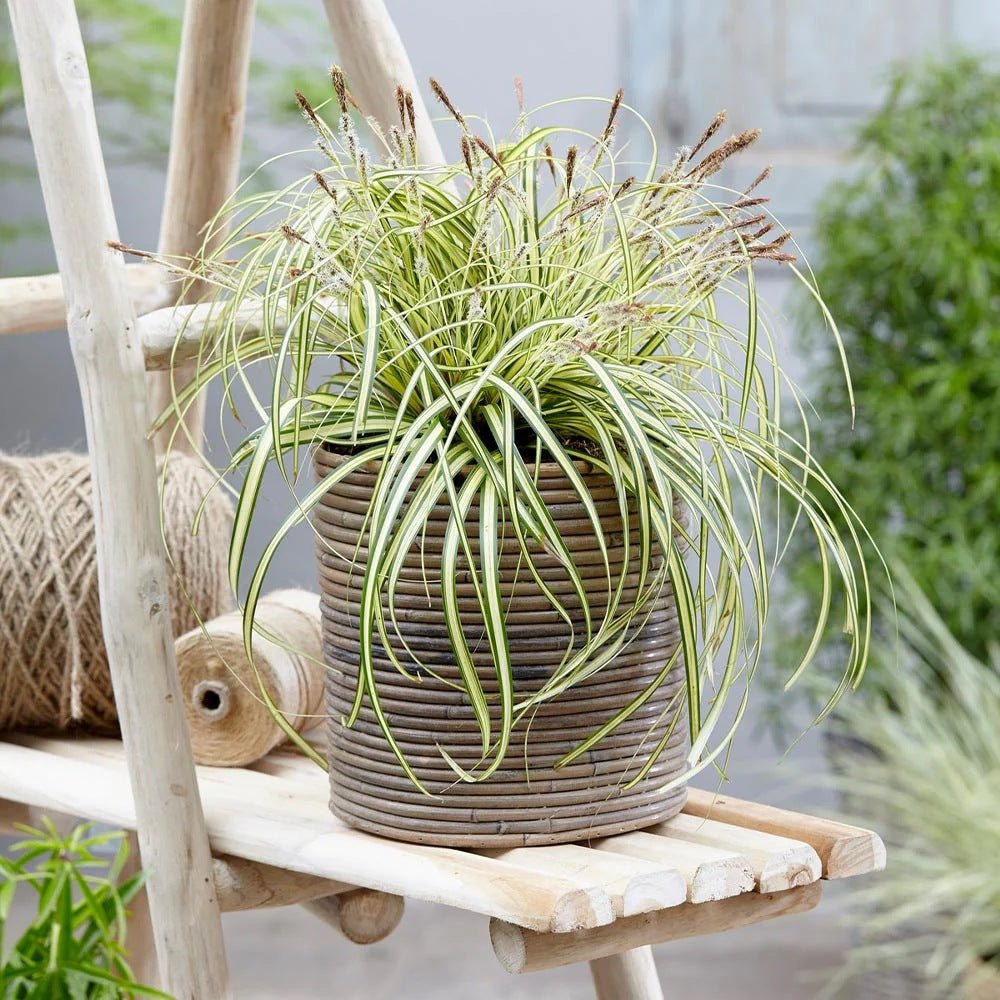 Iarba Ornamentala Carex Rogoz Evergold, verde-galbena