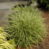 Iarba Ornamentala Carex Rogoz Ice Dance, verde-alb