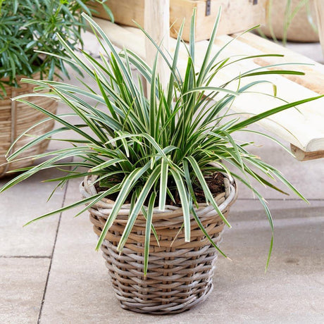 Iarba Ornamentala Carex Rogoz Ice Dance, verde-alb
