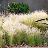 Iarba ornamentala coada de Ponei (Stipa Tenuissima Pony Tails)