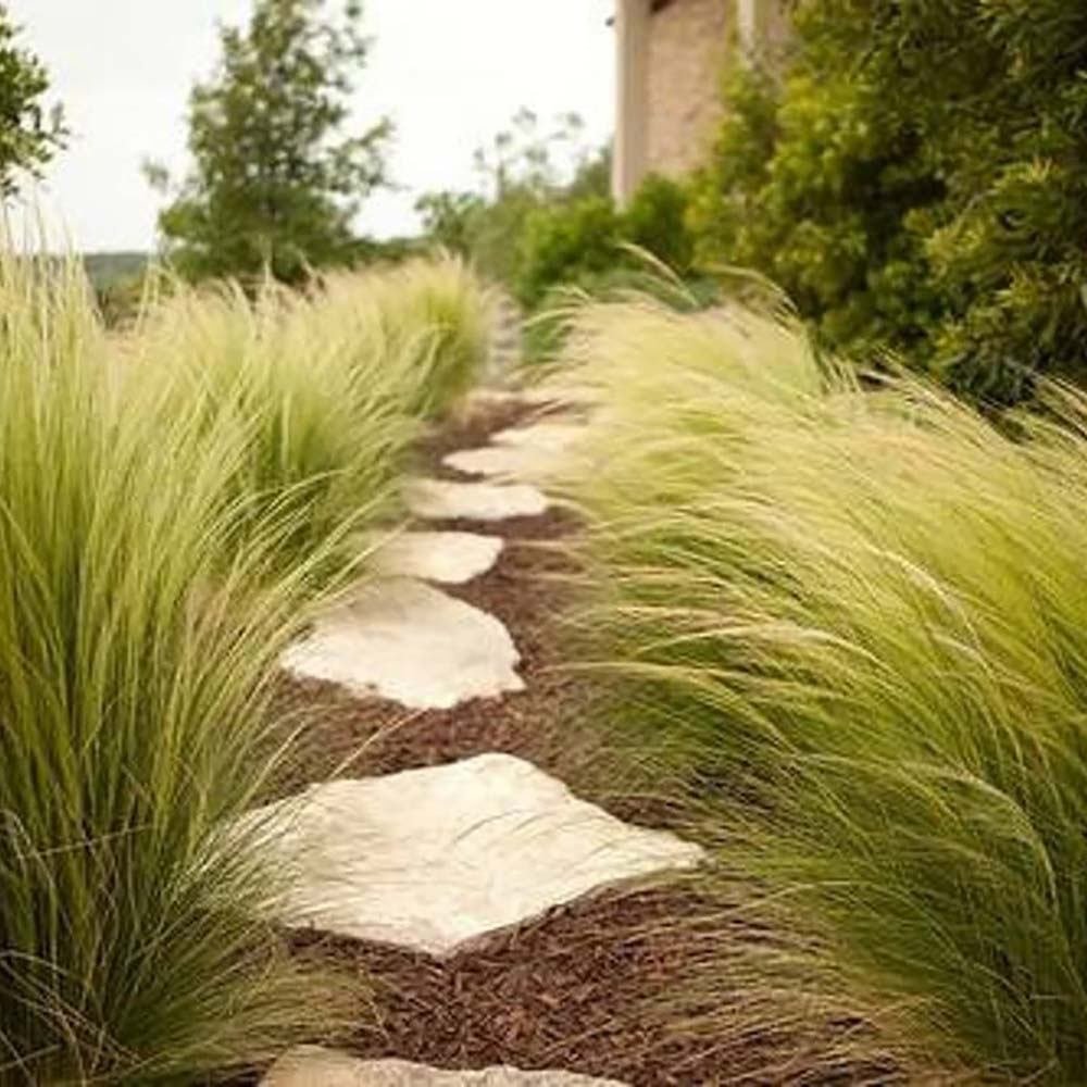 Iarba ornamentala coada de Ponei (Stipa Tenuissima Pony Tails)