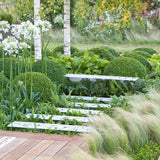 Iarba ornamentala coada de Ponei (Stipa Tenuissima Pony Tails)