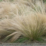 Iarba ornamentala coada de Ponei (Stipa Tenuissima Pony Tails)