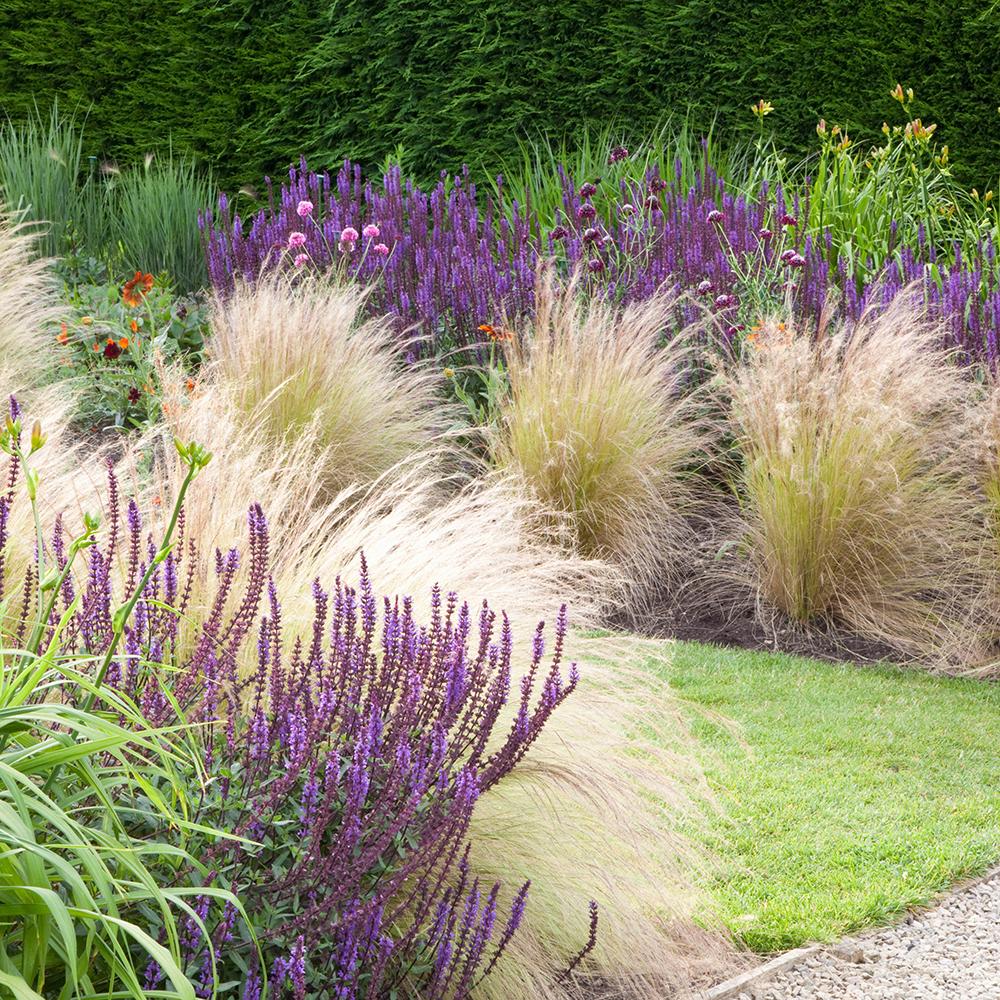 Iarba ornamentala coada de Ponei (Stipa Tenuissima Pony Tails)