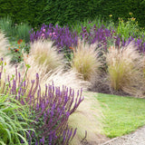 Iarba ornamentala coada de Ponei (Stipa Tenuissima Pony Tails)