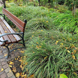 Iarba Ornamentala Carex Rogoz Evercream, verde-alb