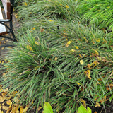 Iarba Ornamentala Carex Rogoz Evercream, verde-alb