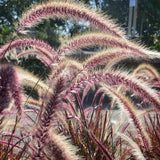 Iarba Ornamentala rosu Pennisetum Rubrum
