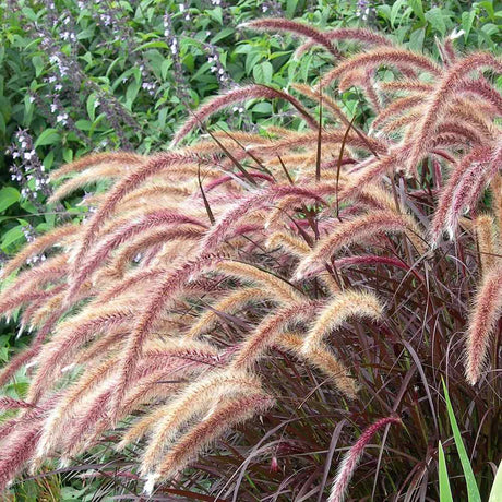 Червена декоративна трева Pennisetum Rubrum