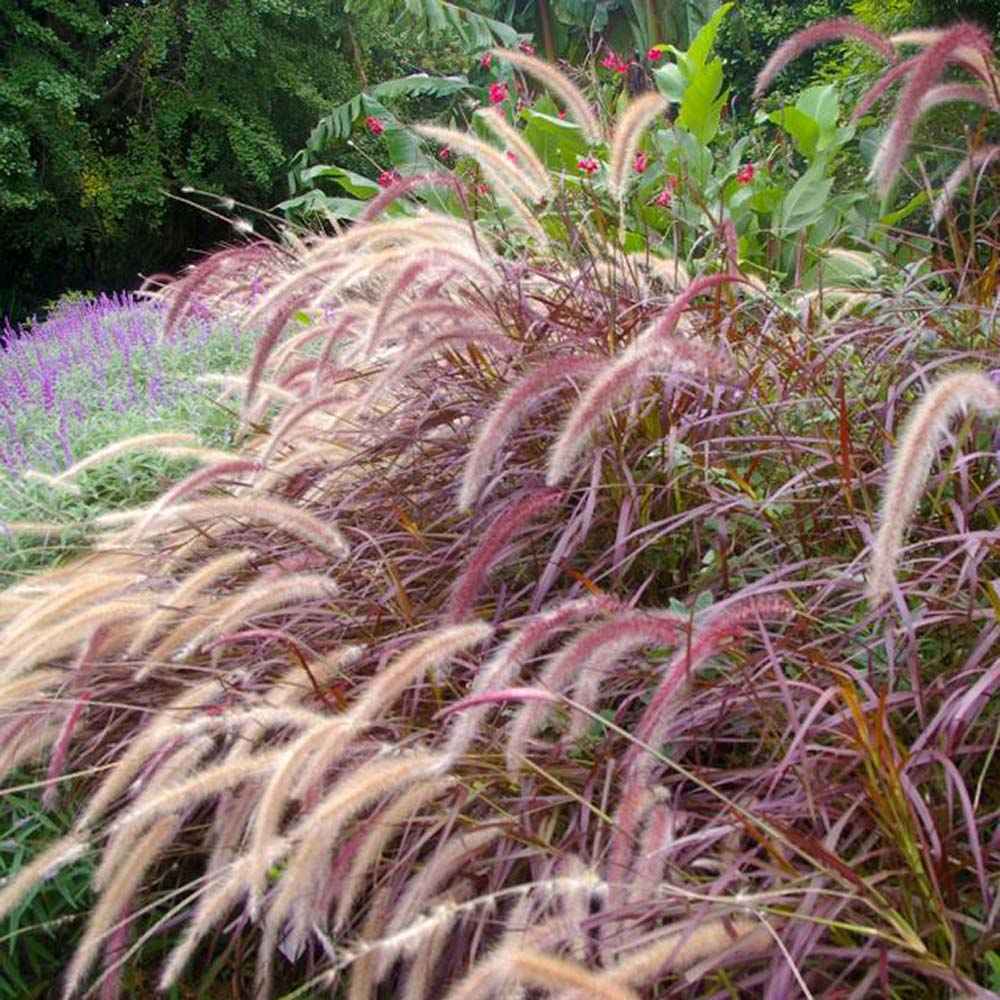 Декоративна трева червена Pennisetum Rubrum, пурпурночервена листна маса, декоративни класове, елегантен храст за градини и саксии