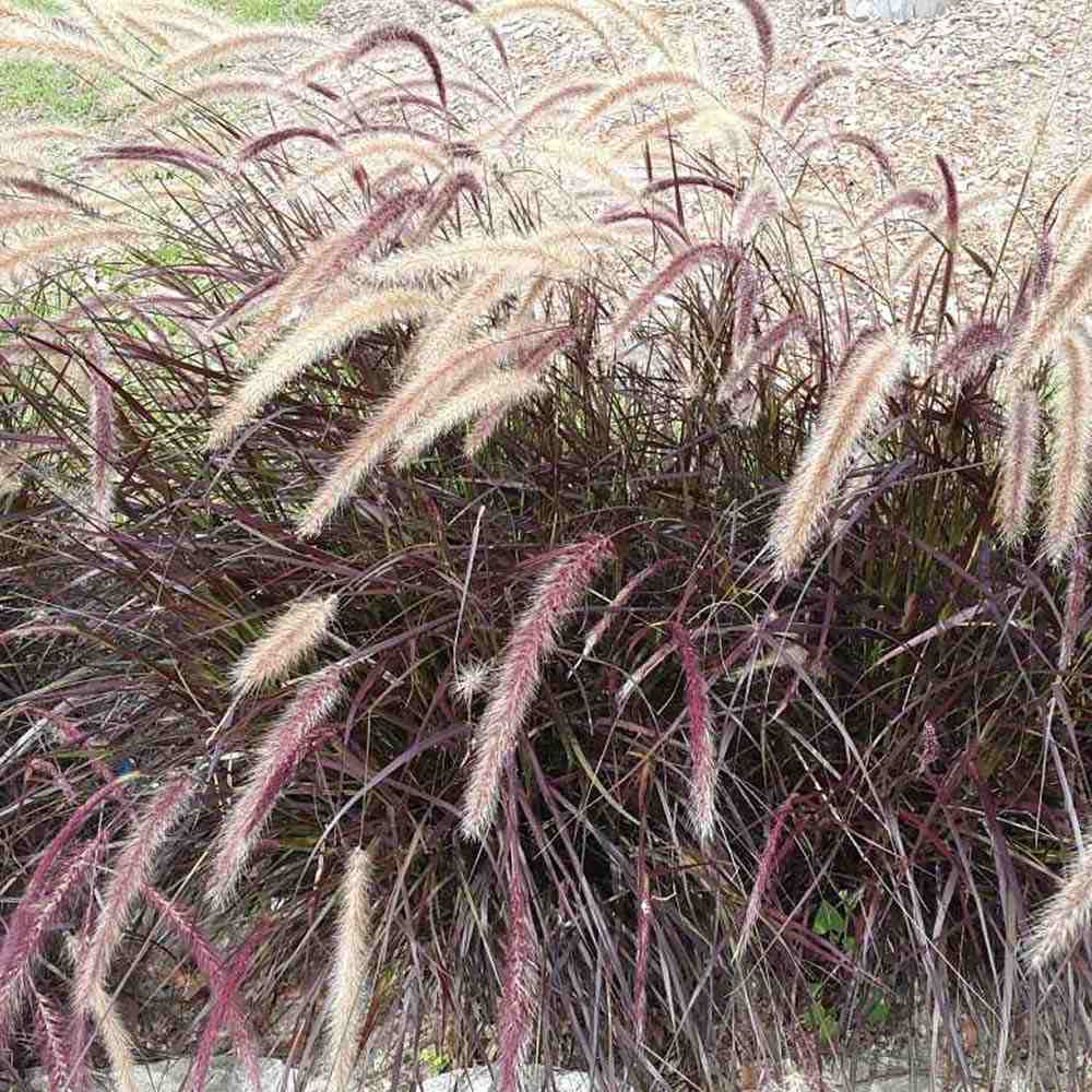Декоративна трева червена Pennisetum Rubrum, пурпурночервена листна маса, декоративни класове, елегантен храст за градини и саксии