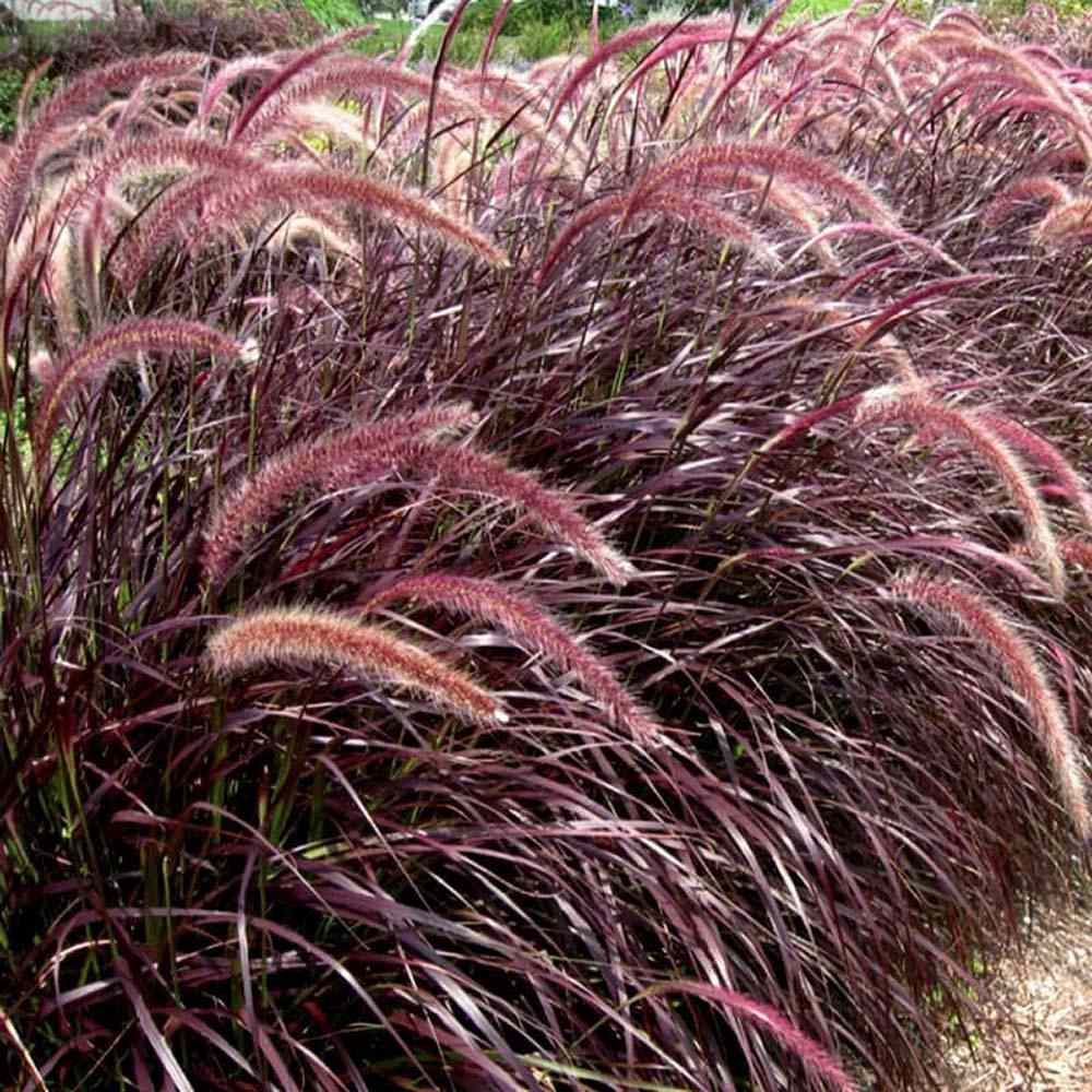 Декоративна трева червена Pennisetum Rubrum, пурпурночервена листна маса, декоративни класове, елегантен храст за градини и саксии