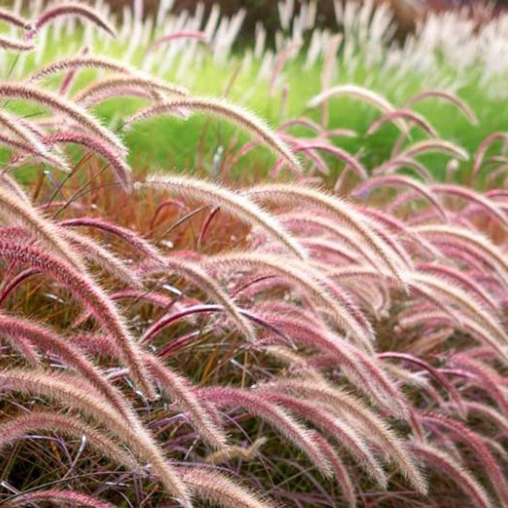 Декоративна трева червена Pennisetum Rubrum, пурпурночервена листна маса, декоративни класове, елегантен храст за градини и саксии