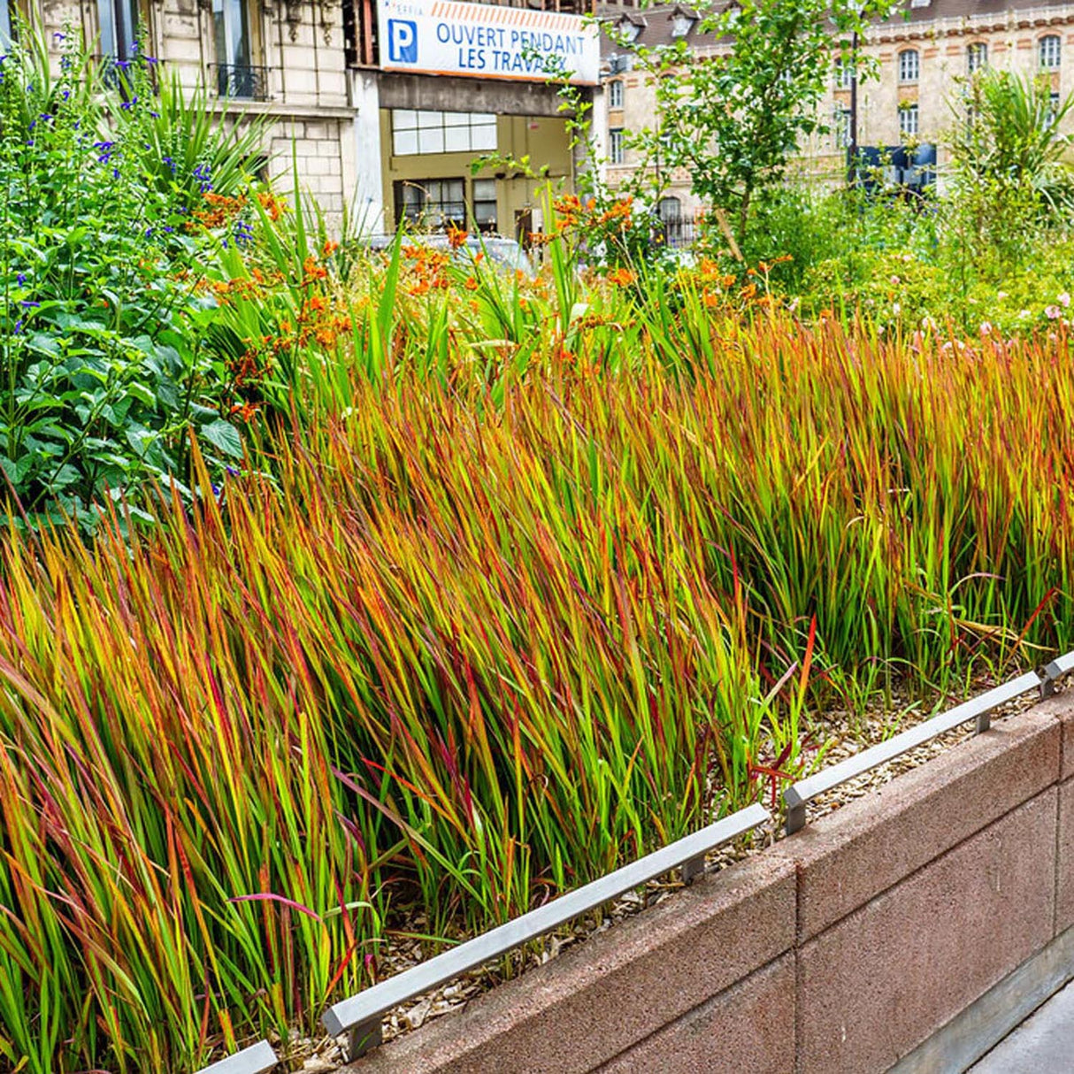 Iarba Rosie Imperata Cylindrica Red Baron