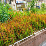 Iarba Rosie Imperata Cylindrica Red Baron