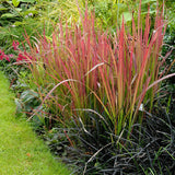 Iarba Rosie Imperata Cylindrica Red Baron