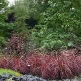 Iarba rosu Chinezeasca Pennisetum Fireworks
