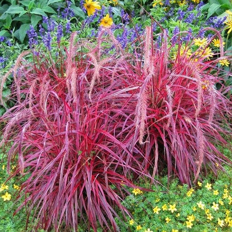 Китайска червена трева Pennisetum Fireworks
