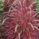 Iarba rosu Chinezeasca Pennisetum Fireworks