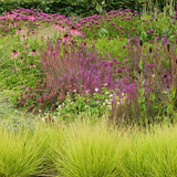 Iarba ornamentala Sesleria Tomnatica