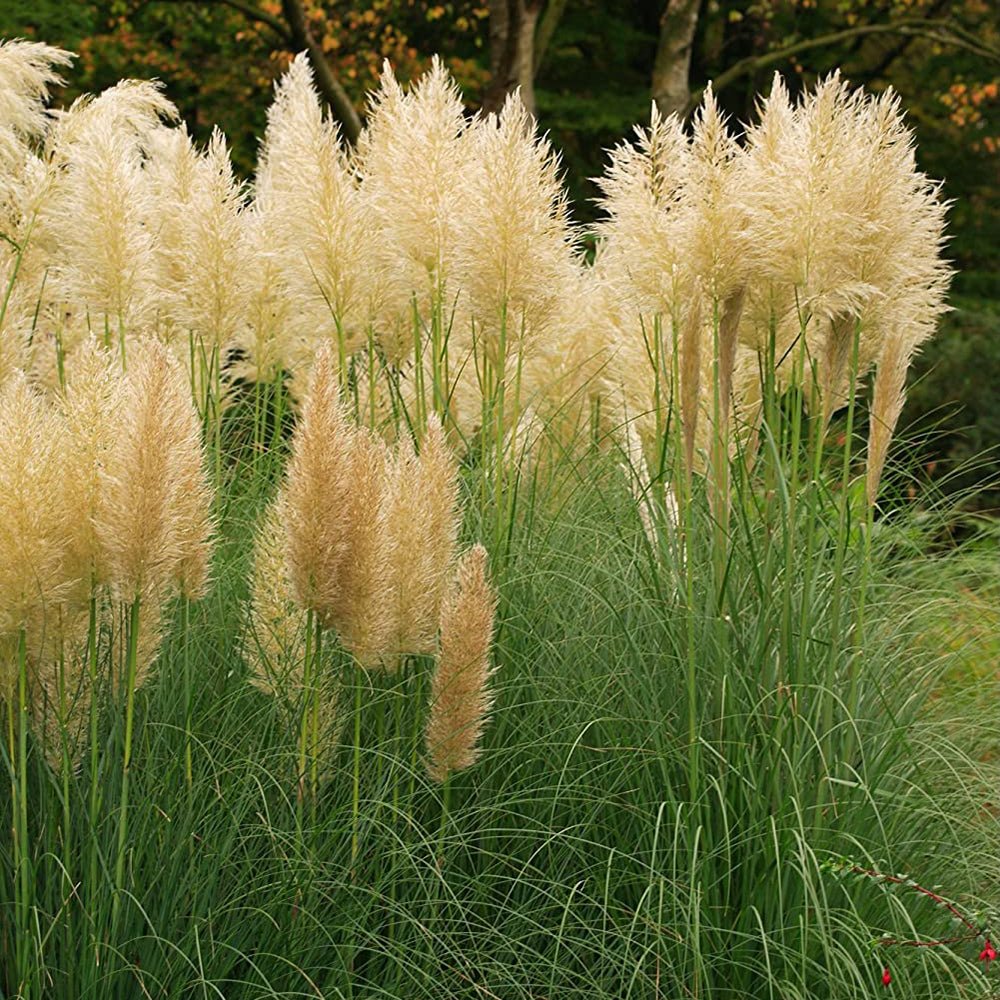 Iarba de Pampas (Cortaderia) Gold Mini