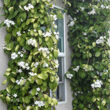 Iasomia de Madagascar (Stephanotis floribunda), cu flori albe