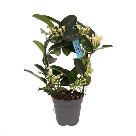 Iasomia de Madagascar (Stephanotis floribunda), cu flori albe