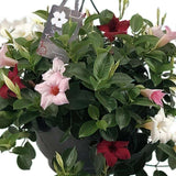 Iasomie Chilean Mandevilla Tricolor (Dipladenia)