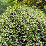 Iasomie Comuna globulara, cu floare alba- 65 cm