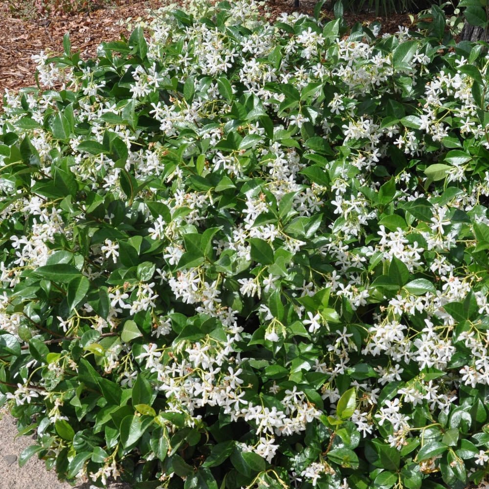 Iasomie Comuna globulara, cu floare alba- 65 cm