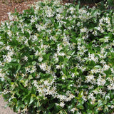 Iasomie Comuna globulara, cu floare alba- 65 cm