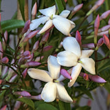 Iasomie de Camera - 40 cm
