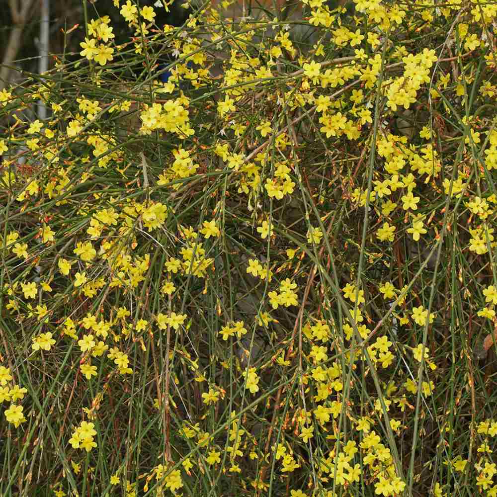 Жасмин звезден зимен (Jasminum nudiflorum), с жълти цветове, цъфтеж през зимата, студоустойчив, бързорастящ