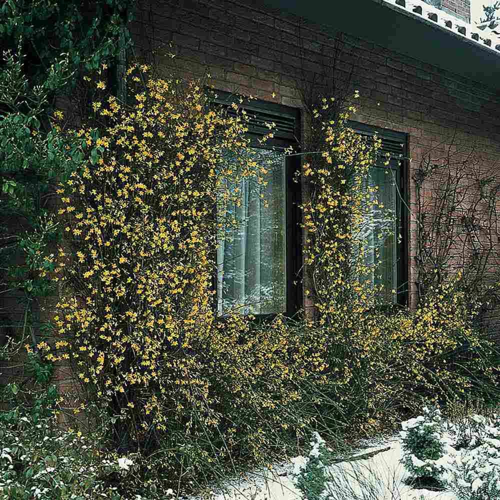 Жасмин звезден зимен (Jasminum nudiflorum), с жълти цветове, цъфтеж през зимата, студоустойчив, бързорастящ