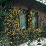 Жасмин звезден зимен (Jasminum nudiflorum), с жълти цветове, цъфтеж през зимата, студоустойчив, бързорастящ