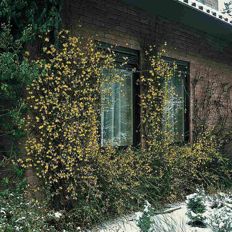 Iasomie de Iarna (Jasminum Nudiflorum), cu flori galbene stelate