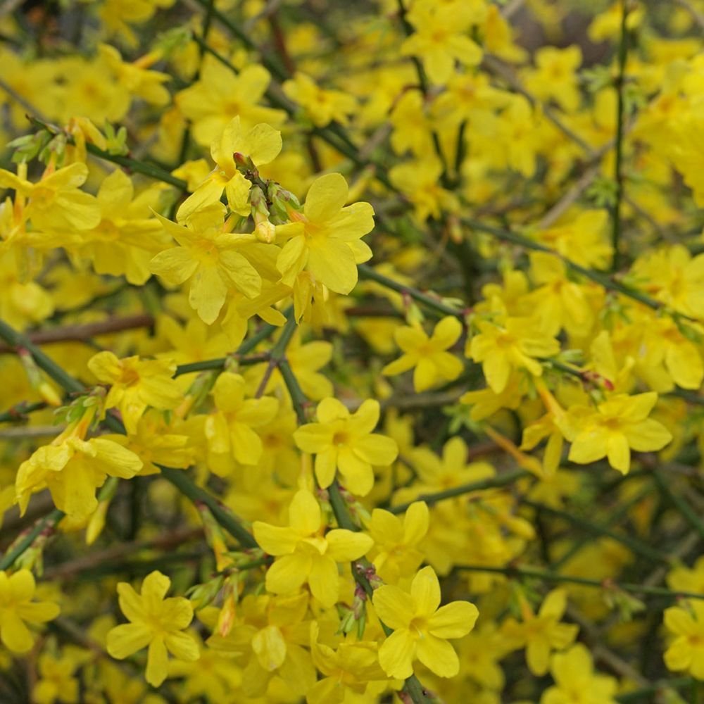 Жасмин звезден зимен (Jasminum nudiflorum), с жълти цветове, цъфтеж през зимата, студоустойчив, бързорастящ
