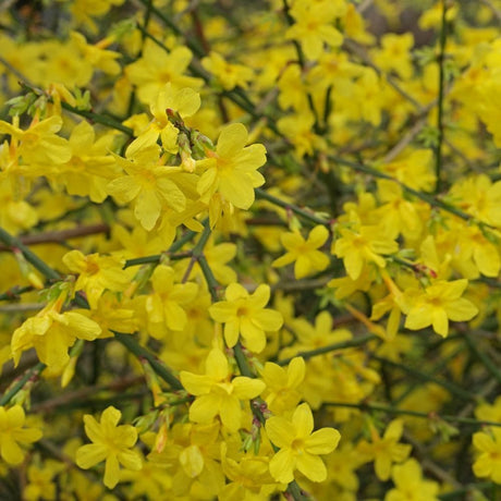 Жасмин звезден зимен (Jasminum nudiflorum), с жълти цветове, цъфтеж през зимата, студоустойчив, бързорастящ