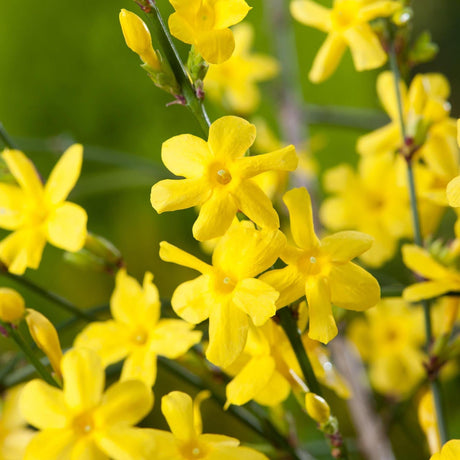 Жасмин звезден зимен (Jasminum nudiflorum), с жълти цветове, цъфтеж през зимата, студоустойчив, бързорастящ